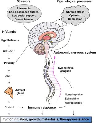 Systemic Regulation of Cancer Development by Neuro-Endocrine-Immune Signaling Network at Multiple Levels